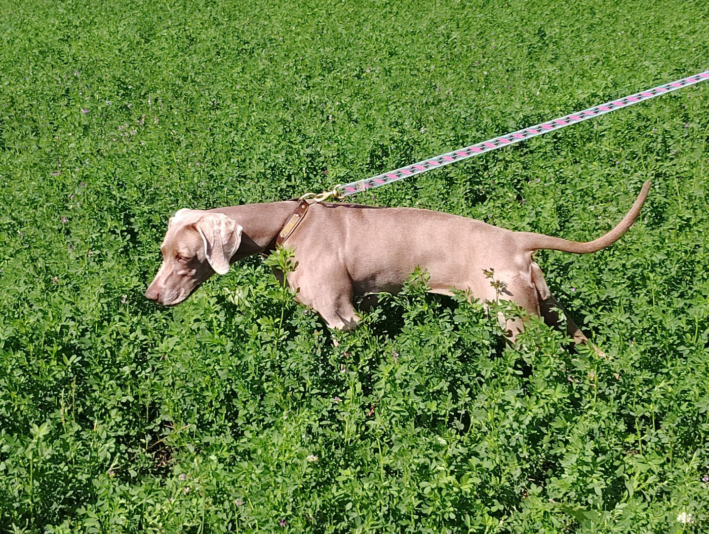 Rock'n roll Rauxy Legend's Safir