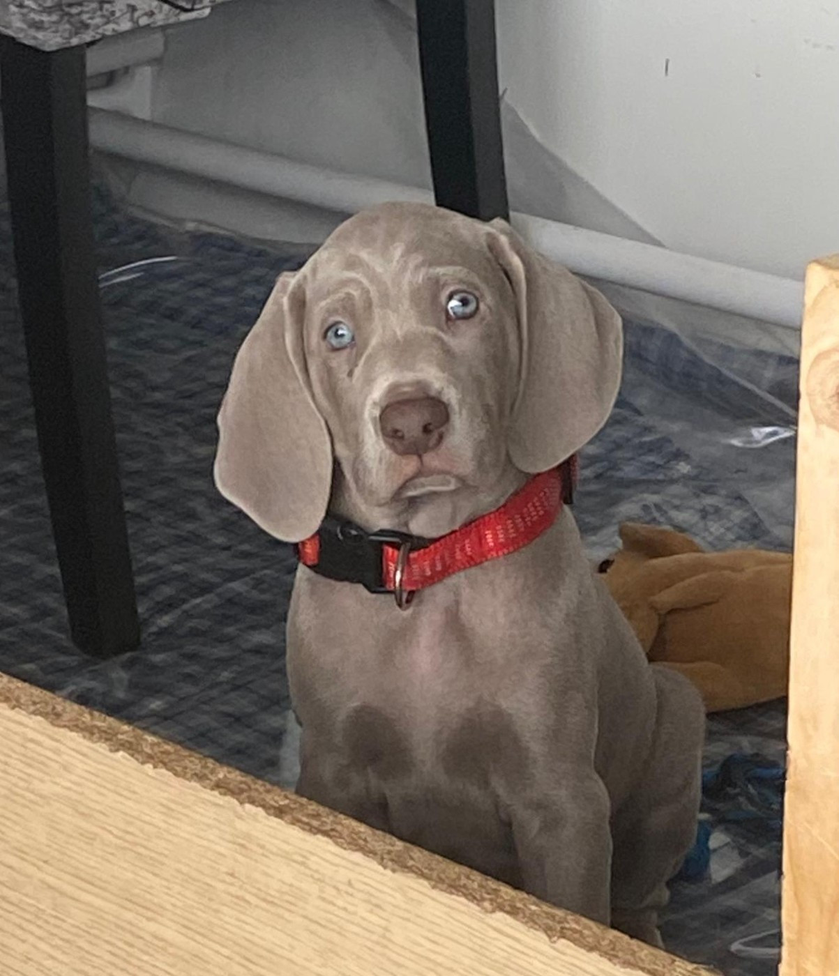 Les Gris De La Colombière - Chiots disponibles - Braque de Weimar