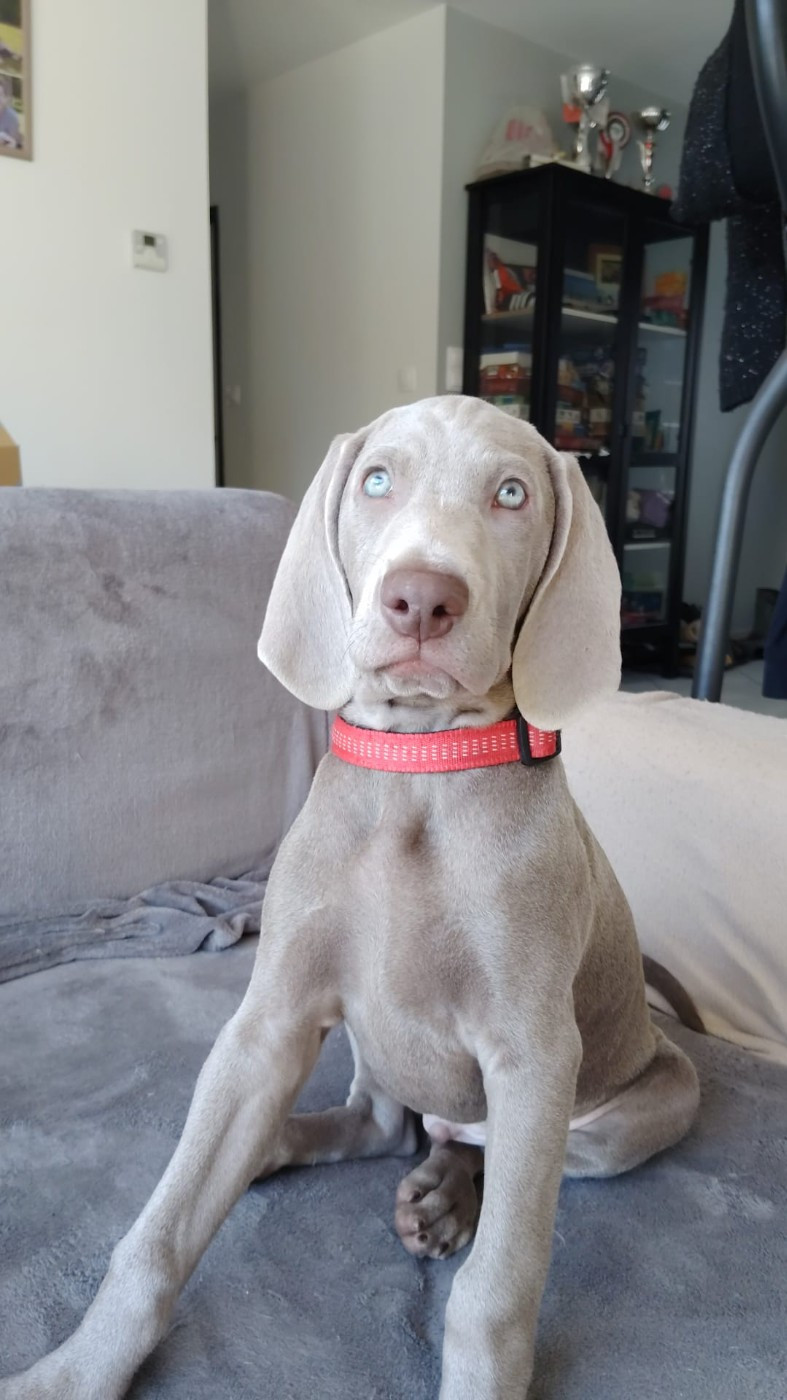 Les Gris De La Colombière - Chiots disponibles - Braque de Weimar